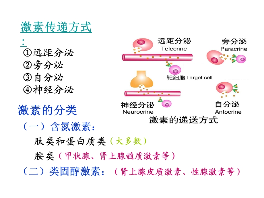 西医理论基础 内分泌系统.ppt_第3页