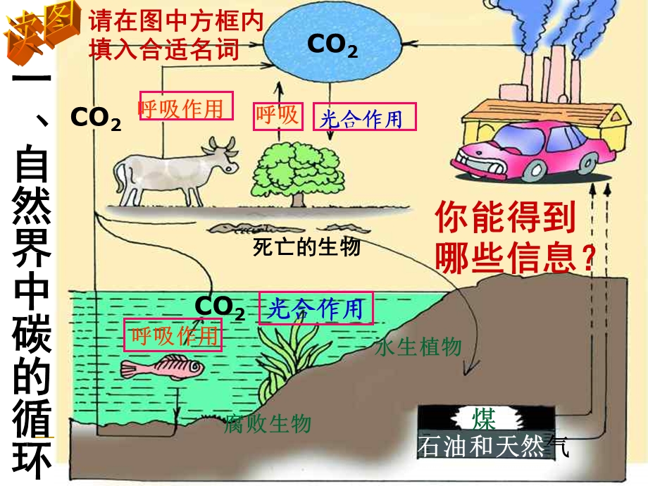 自然界中的碳循环和氧循环.ppt_第3页