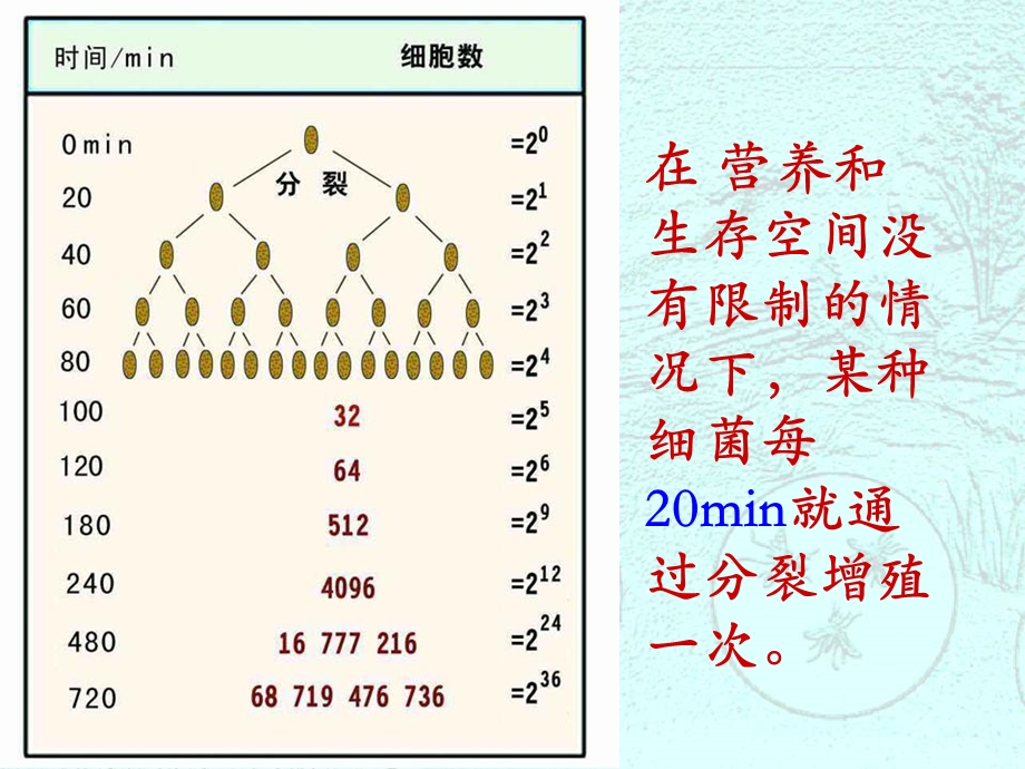 种群数量的变化(新课程教学比武课件).ppt_第2页