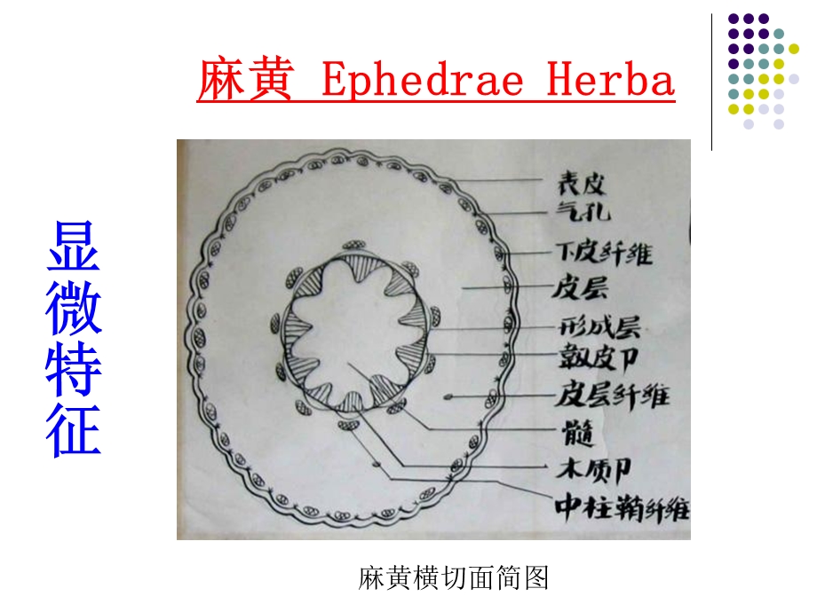 生药学植物类生药.ppt_第3页