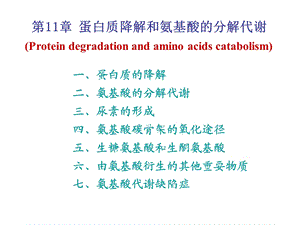 蛋白质代谢1720.ppt