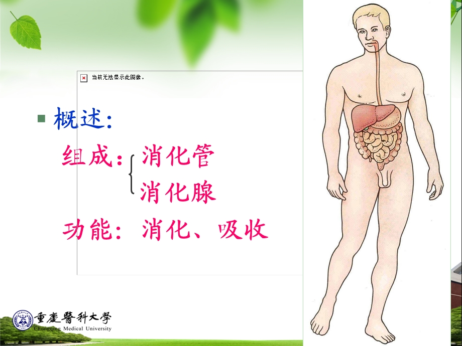 消化系统组织学.ppt_第2页