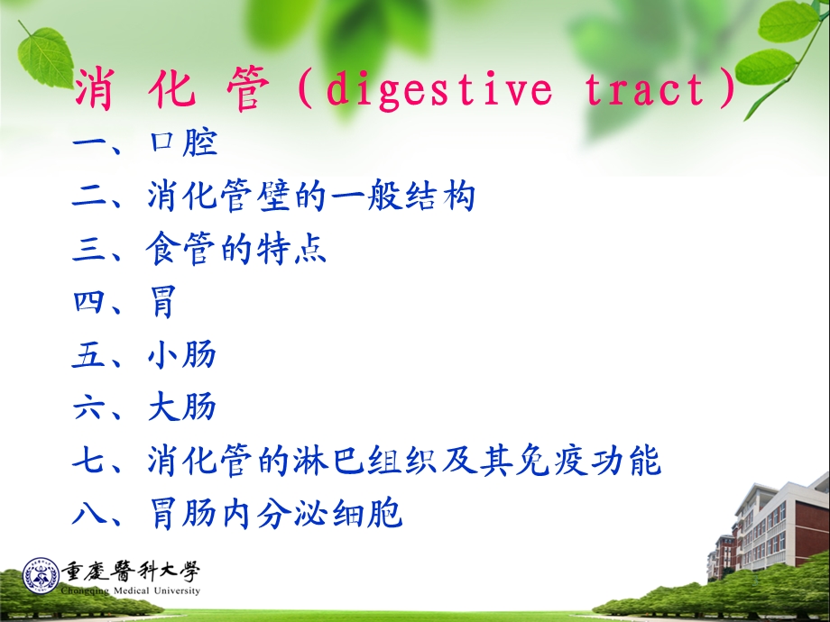 消化系统组织学.ppt_第3页