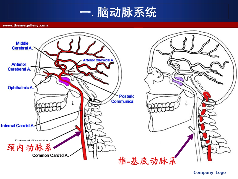 脑血管解剖及DSA阅片解读.ppt_第2页