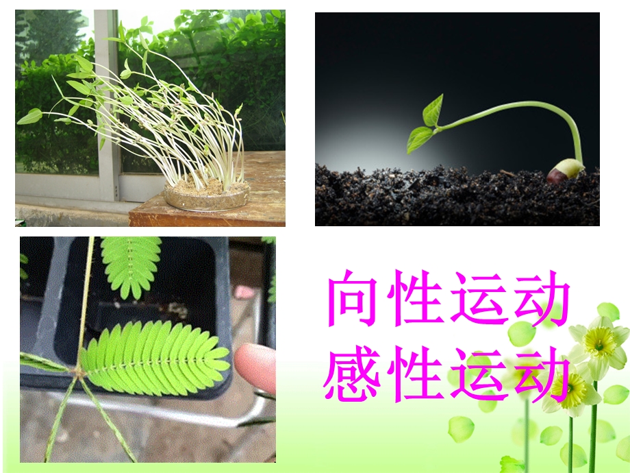 植物生长素的发现(公开课).ppt_第2页