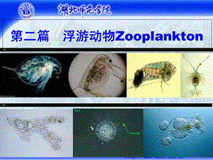 水生生物学-桡足类.ppt