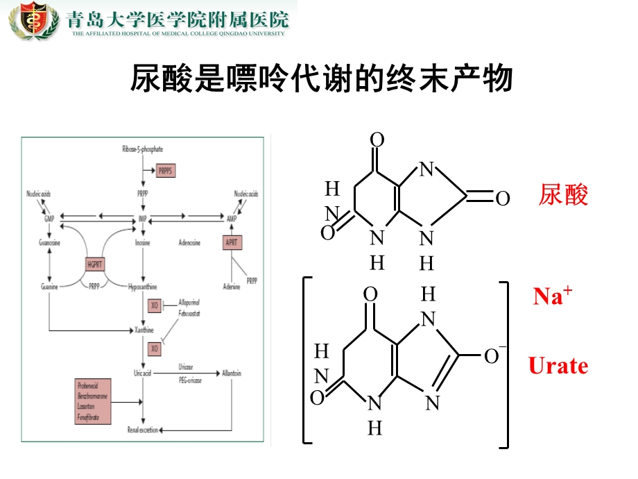 高尿酸血症现代认识及防治策略.ppt_第3页