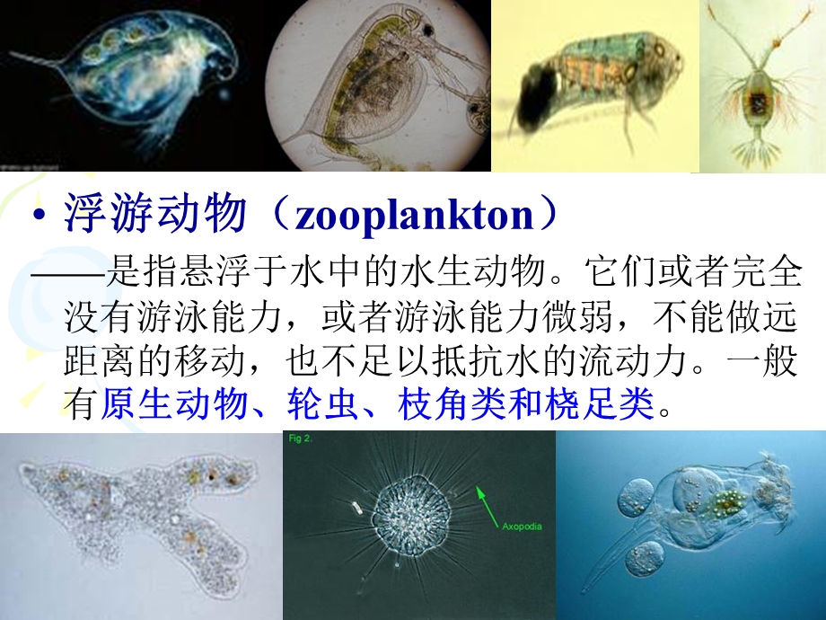 水生化学原生动物protozoa.ppt_第2页