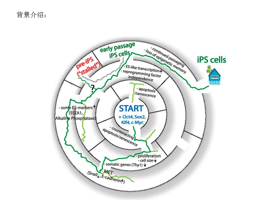 重编程过程全基因组RNAi筛查功能基因.ppt_第3页