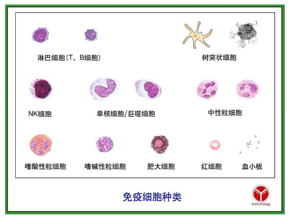 32免疫细胞分离试验.ppt_第2页