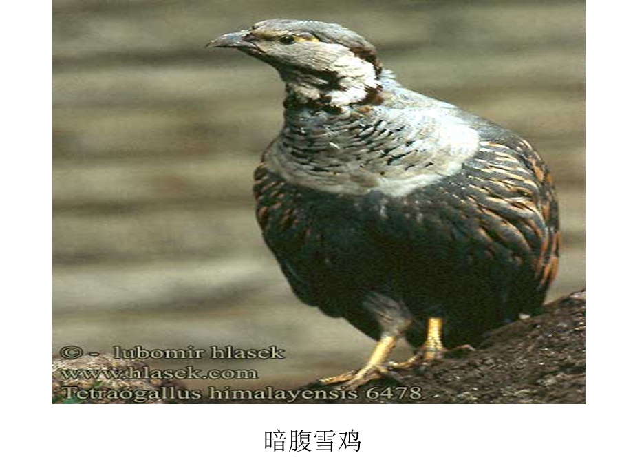 鸟类图片及名称.ppt_第2页