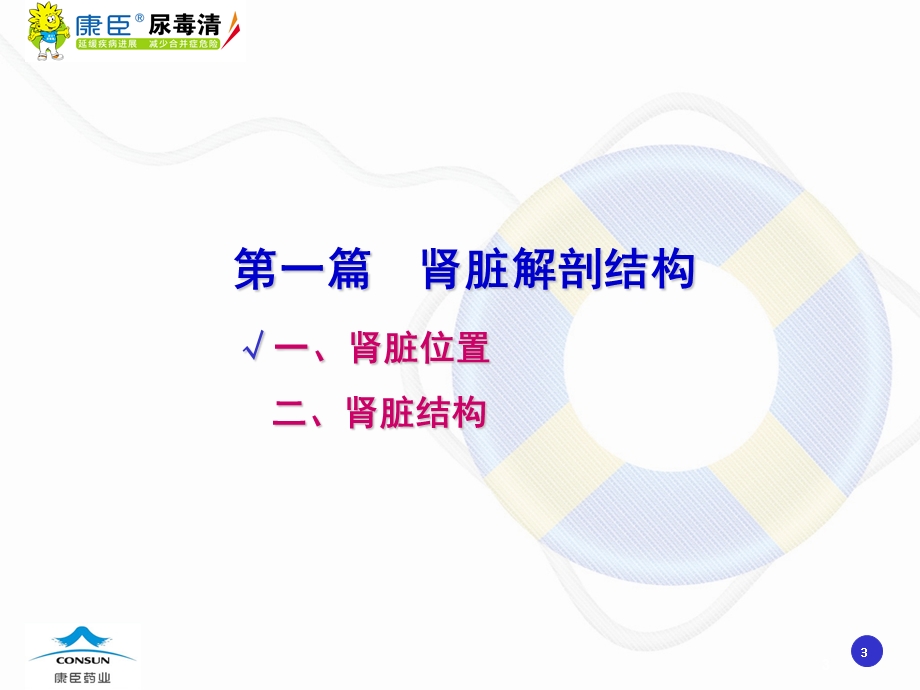 肾脏的解剖和生理学知识.ppt_第3页