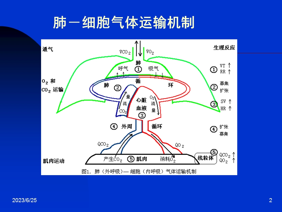 运动心肺功能测定(简).ppt_第2页