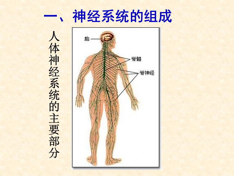 神经系统与神经调节.ppt_第3页