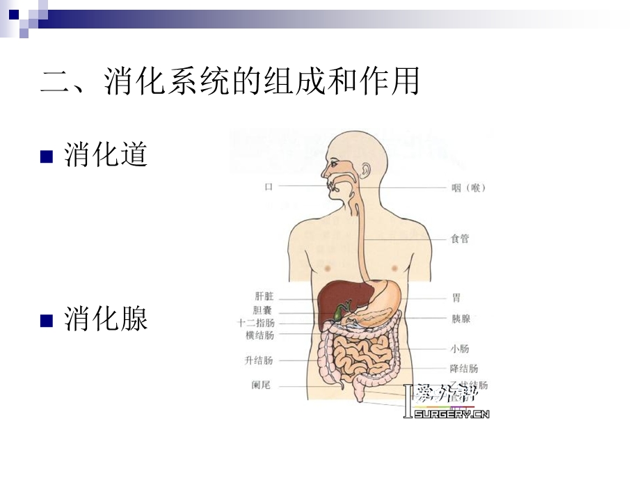 消化系统的作用.ppt_第3页