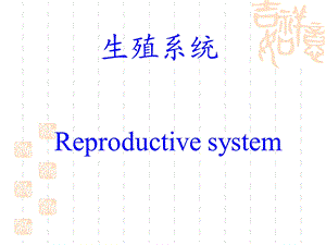 系统解剖学生殖系统.ppt