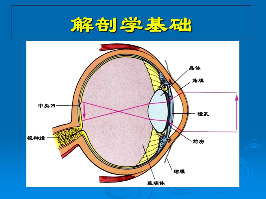 视觉障碍的医学基础.ppt_第3页