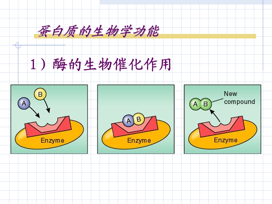 生物化学第一章蛋白质的结构与功能.ppt_第3页