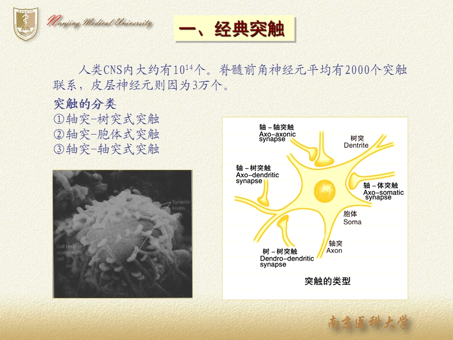 神经生物学突触.ppt_第3页