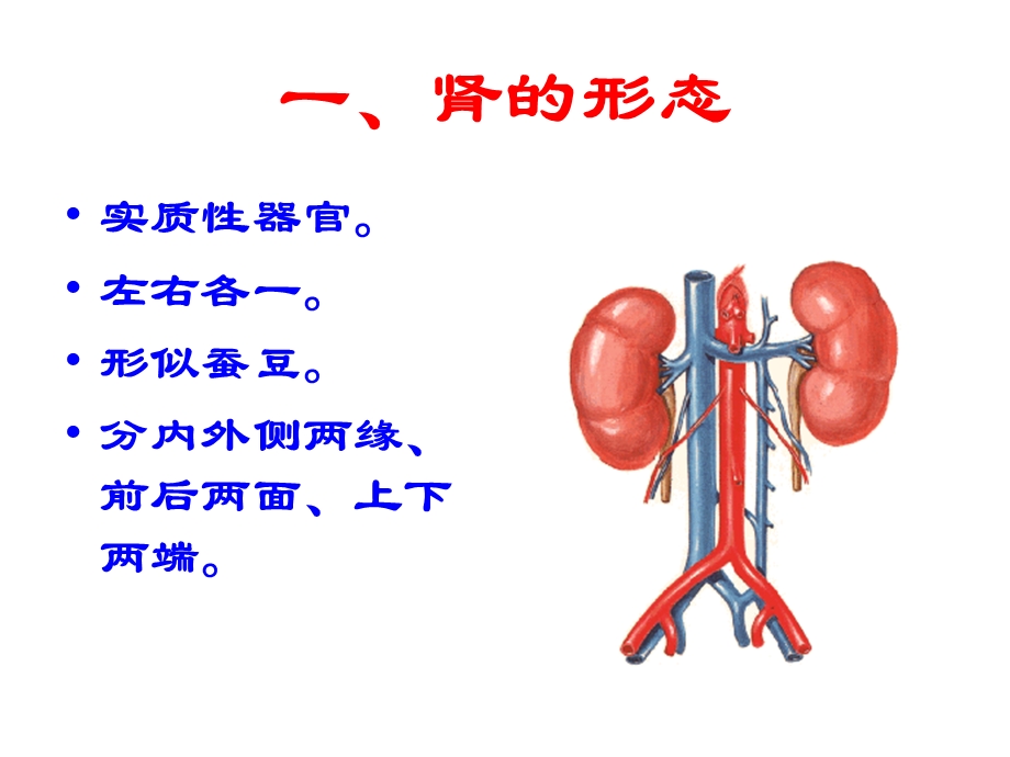 肾脏解剖结构图.ppt_第1页