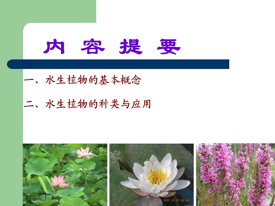 水生植物种类及应用.ppt_第2页