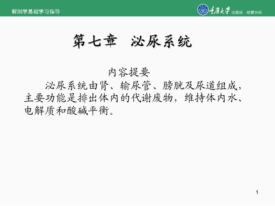 解剖学课件泌尿系统.ppt_第1页