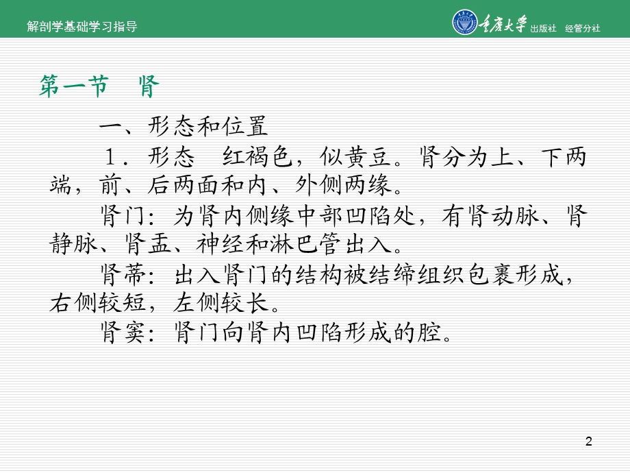 解剖学课件泌尿系统.ppt_第2页