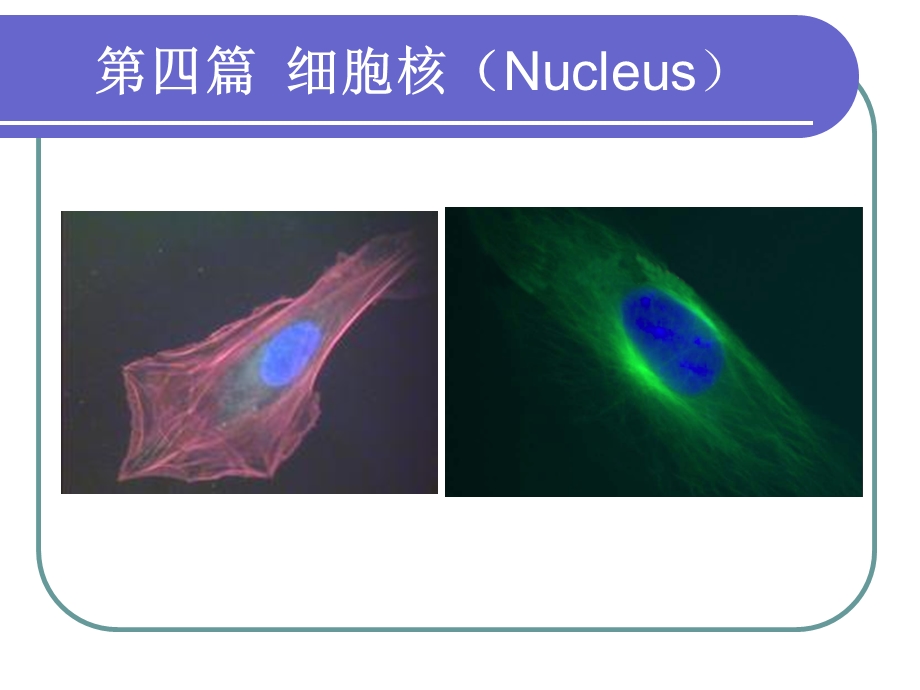 细胞核与染色质2.ppt_第1页