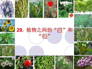 植物之间的爱和恨.ppt