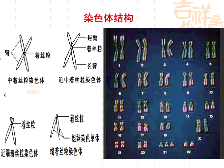 染色体结构变异课件.ppt_第2页