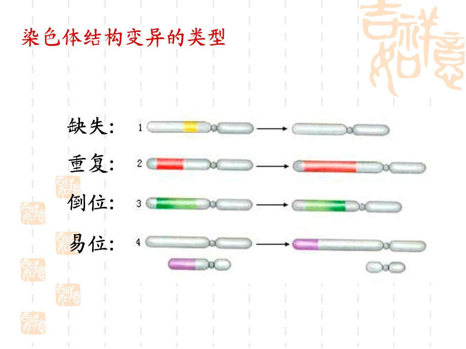 染色体结构变异课件.ppt_第3页