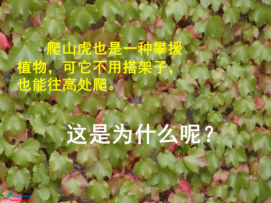 爬山虎的脚PPT公开课精致.ppt_第2页