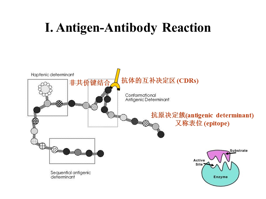 疫学常用实验方法.ppt_第3页