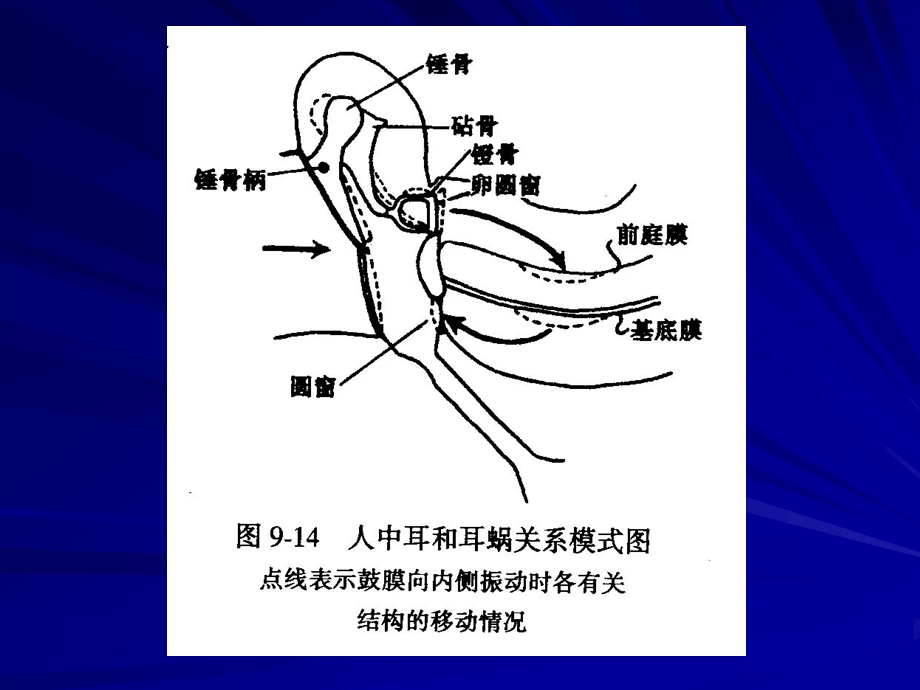 中耳的增压作用.ppt_第1页