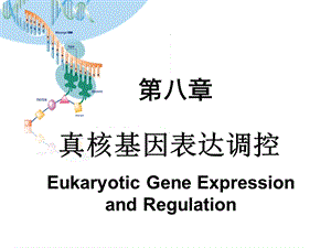 真核生物基因表达调控.ppt