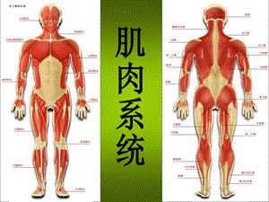 32肌肉系统2.ppt