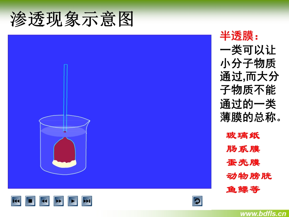 物质跨膜运输的实例(动画版).ppt_第2页