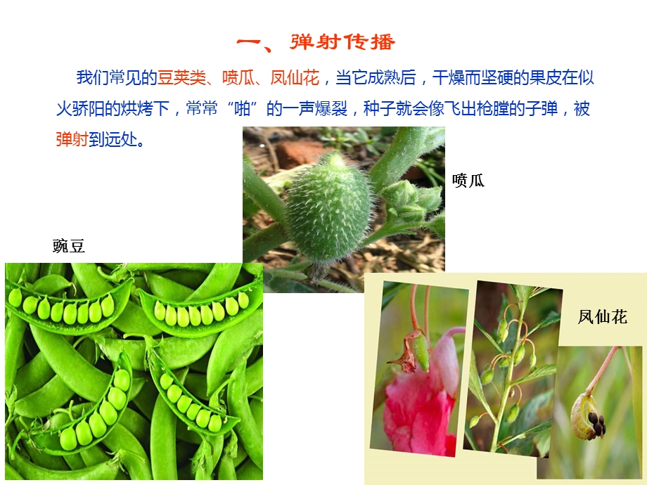 植物种子的传播方式-幼儿园.ppt_第2页