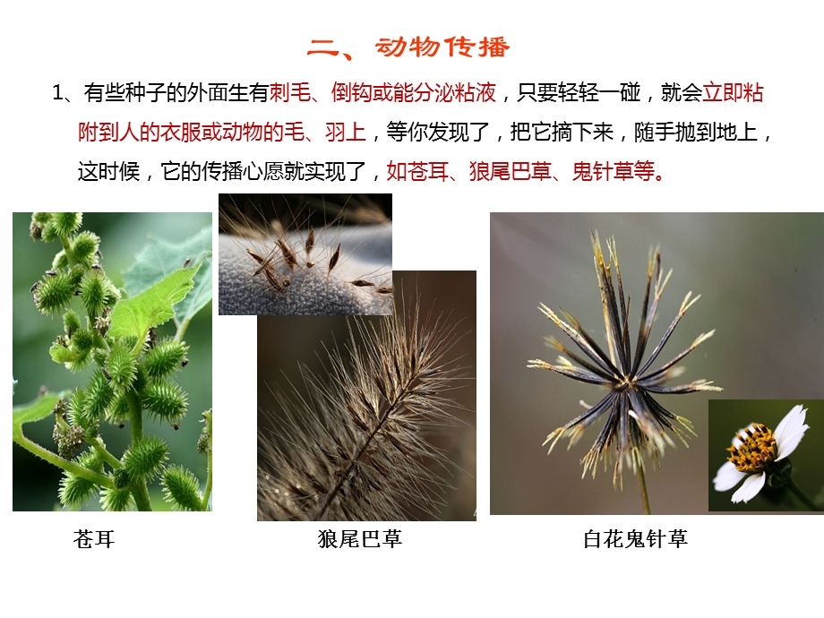 植物种子的传播方式-幼儿园.ppt_第3页