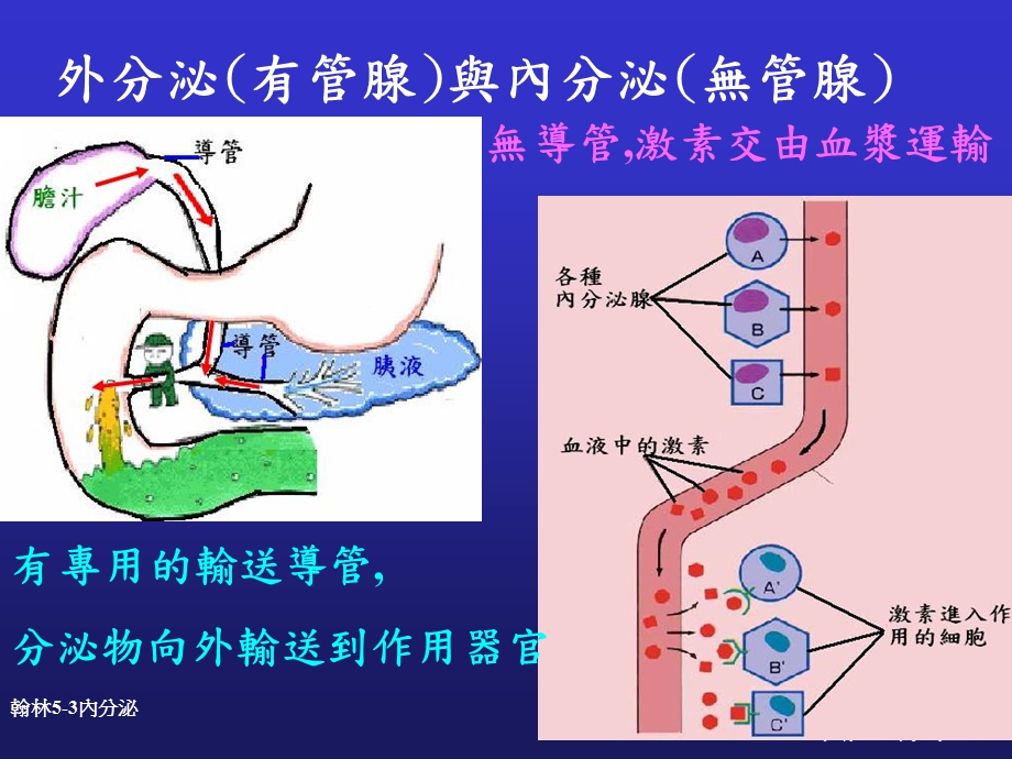 减肥篇毛毛虫变成蝴蝶.ppt_第3页