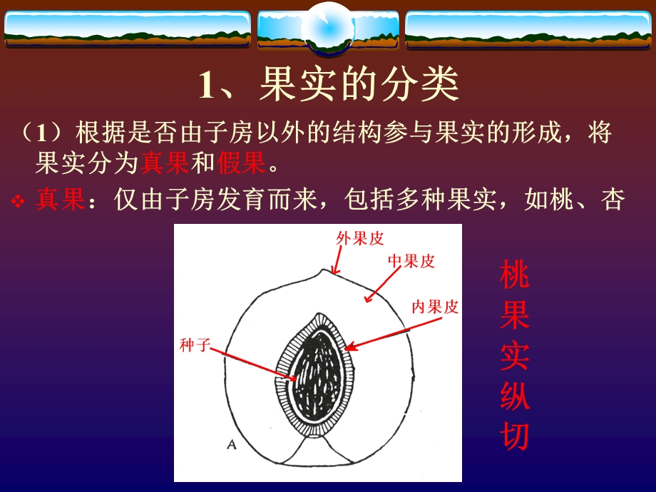 果实的结构与类型.ppt_第2页