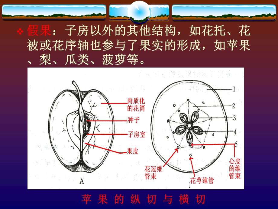 果实的结构与类型.ppt_第3页