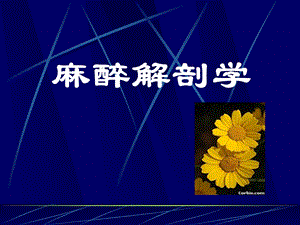 麻醉解剖学(上下肢).ppt