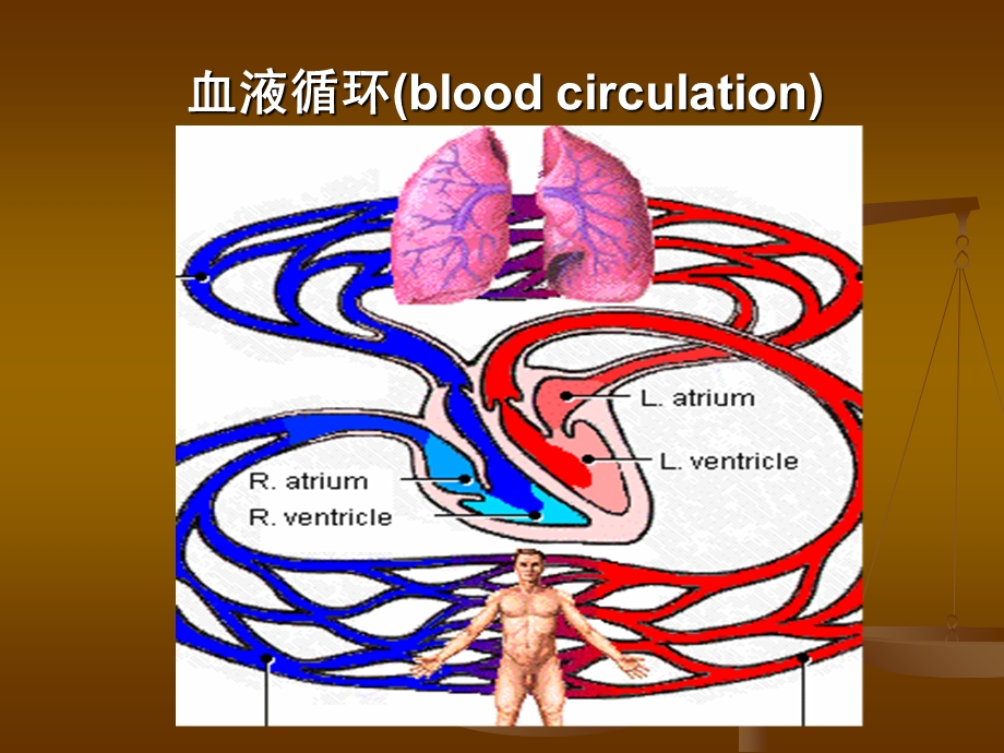心血管系统生理.ppt_第1页