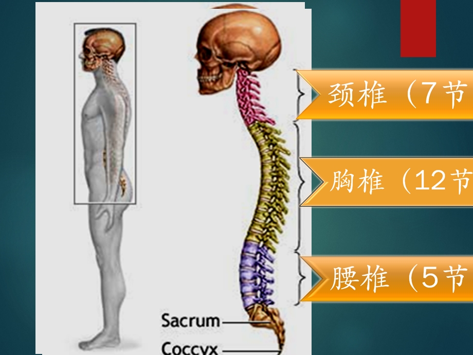 腰椎体格检查课件.ppt_第2页