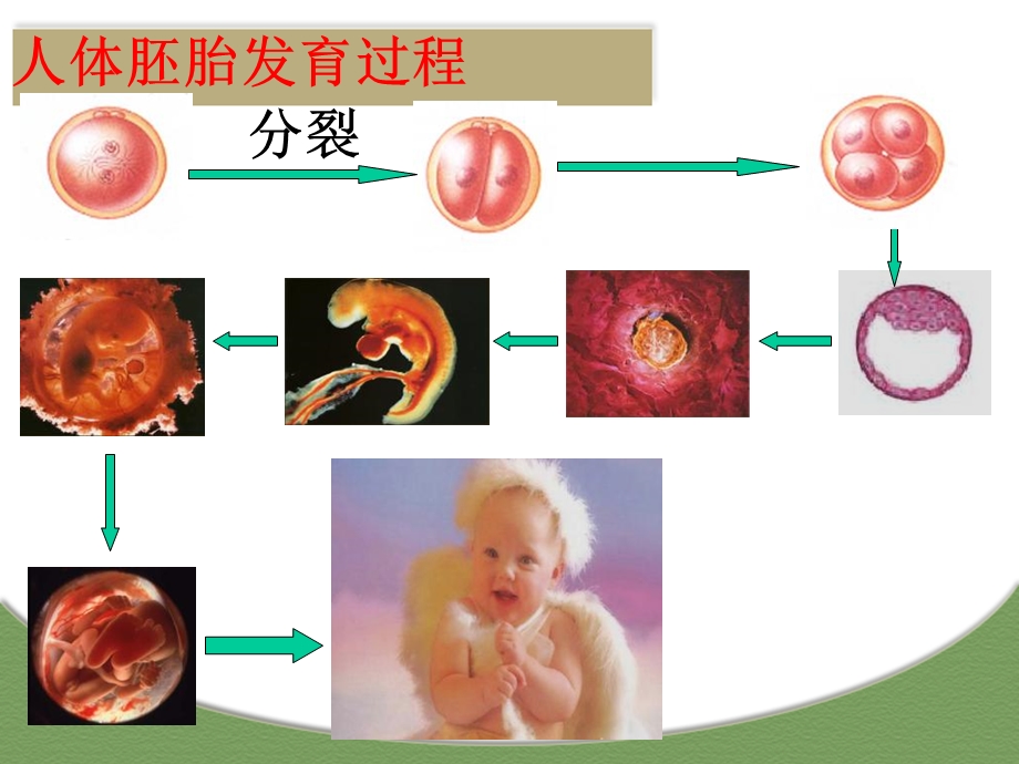 细胞的分化、衰老、凋亡和癌变.ppt_第3页