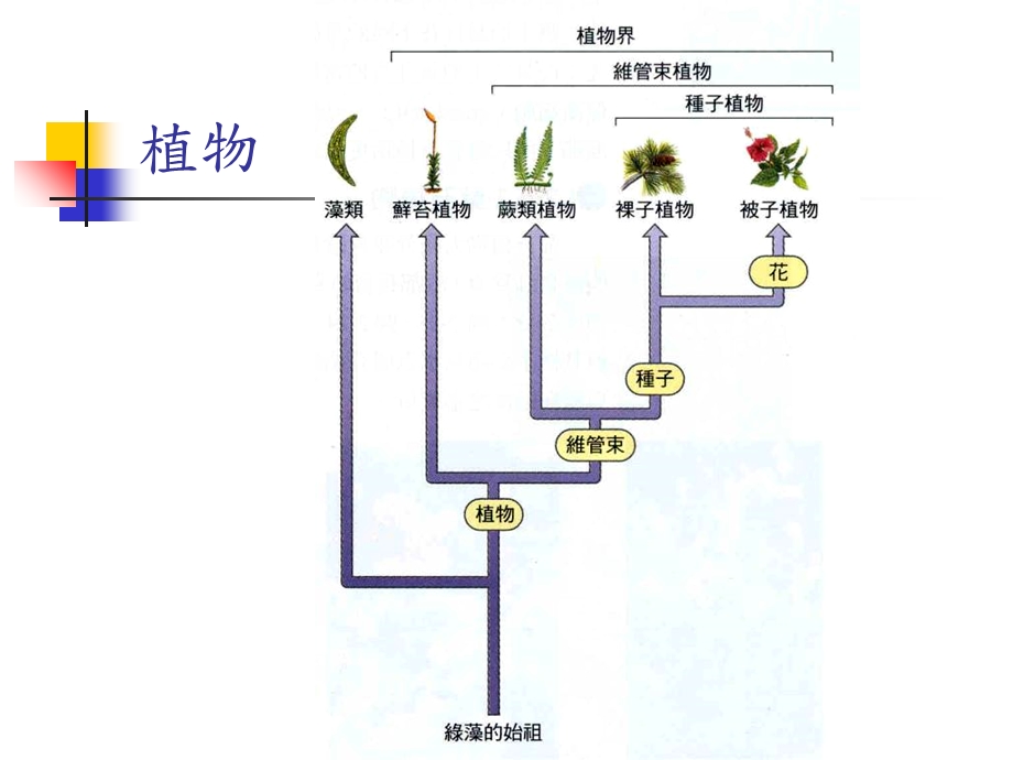 植物的演化趋势.ppt_第1页