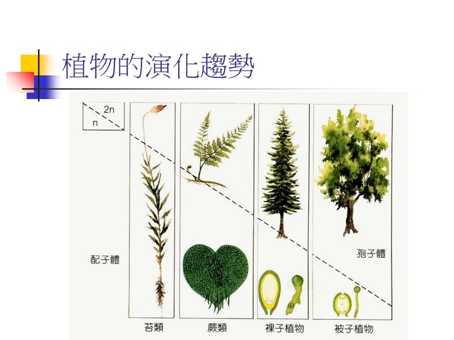 植物的演化趋势.ppt_第2页