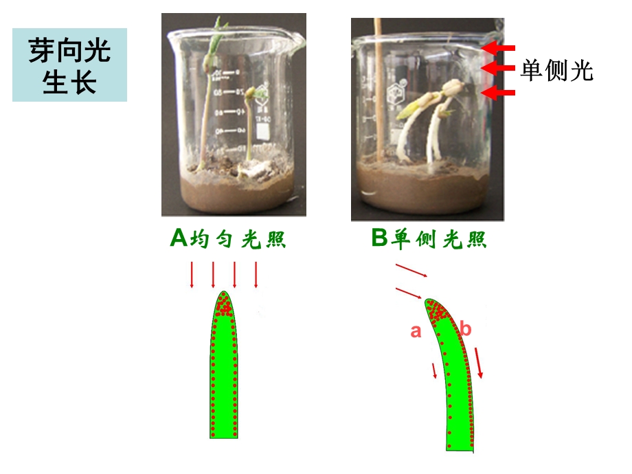 生长素的两重性.ppt_第2页