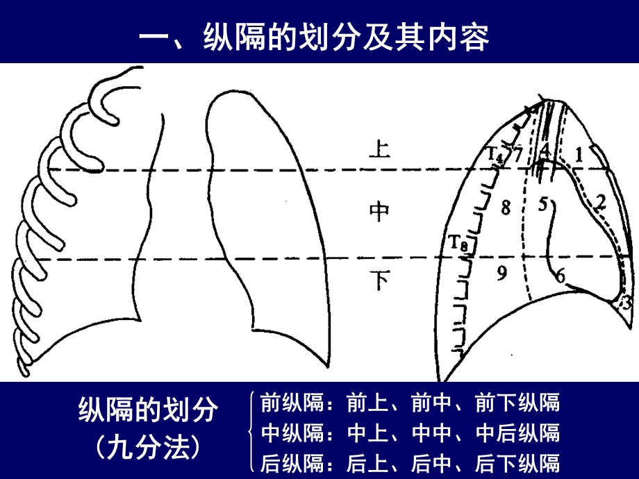 纵隔的断层解剖.ppt_第2页